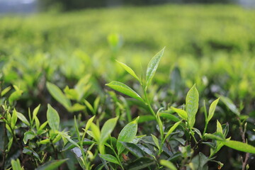 Green tea leaves in a plantation