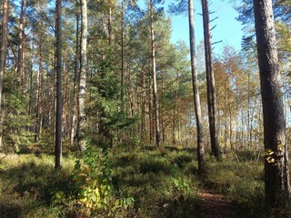 Rekyva forest during sunny autumn day. Pine and birch tree woodland. Blueberry bushes are growing in woods. Sunny day with white and gray clouds in sky. Fall season. Nature. Rekyvos miskas.