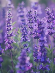 Vibrant purple flowers in a field