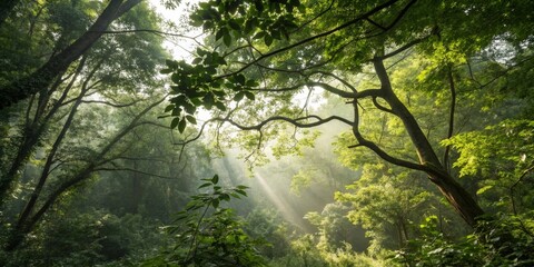 Fototapeta premium Dense foliage and branches with dappled sunlight filtering through, scenery, branches, natural, dappled light