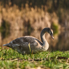 Łabędź niemy gatunek dużego ptaka wodnego częściowo wędrownego, zamieszkujący wody przybrzeżne © Zbigniew