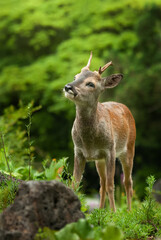 roe deer