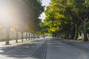 Rest area under the alley of big trees in the summer in the city; wide pedestrian path, wooden steps along the sides.