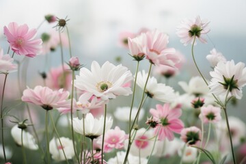 Obraz premium Delicate pastel blossoms sway gently in the breeze, capturing the essence of a serene and blossoming springtime meadow.