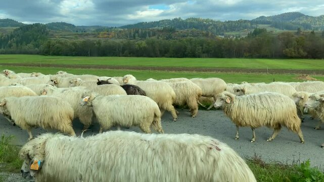 Flock of sheep gathered closely for Redyk Day in Poland, an October tradition celebrating the move from mountains to winter grazing. Cultural heritage in action.