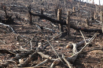 Burnt tree forest for cultivation