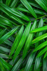 Vertical Close-up of detailed rainforest jungle leaves for background.