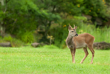roe deer