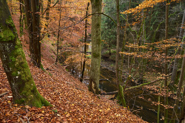 Jesień w Puszczy Noteckiej, rzeka Bukówka w złotych kolorach jesieni, Polska © Zbigniew