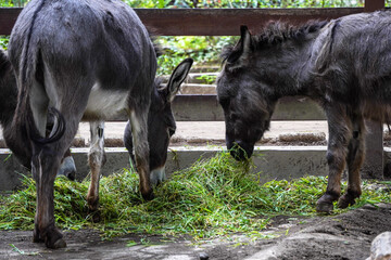 Donkeys are eating grass in the barn. Concept for world animal day