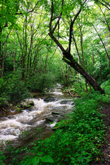 Rocky Fork Creek, bordered by bright green spring foliage, rushes over the rocky stream bed as it runs through the Cherokee National Forest in Rocky Fork State Park in Tennessee. Vertical