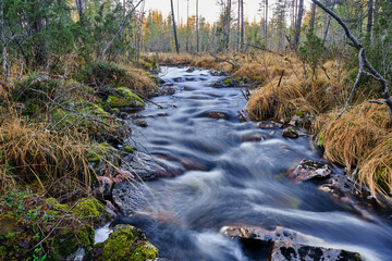 stream in the forest