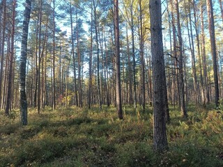 Rekyva forest during sunny autumn day. Pine and birch tree woodland. Blueberry bushes are growing in woods. Sunny day with white and gray clouds in sky. Fall season. Nature. Rekyvos miskas.