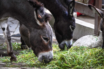 Fototapeta premium Donkeys are eating grass in the barn. Concept for world animal day