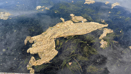 Adriatic sea in bloom-natural phenomena 