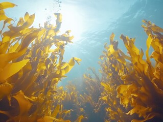 Naklejka premium Seaweed Ocean Shining Through