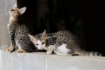 Naklejka premium The picture of two cat sitting on wall looking cute. Concept photo of animal life.