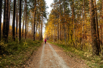 Fototapeta premium A man is walking along a road in the middle of an autumn forest.