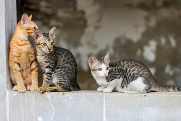 Three cats sitting on the wall looking cute and pretty,concept moment animal.