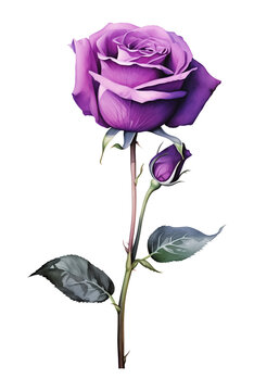 Purple rose with stem and leaves