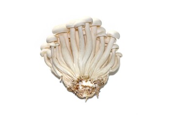 Pictures of mushrooms put on bamboo plates in white background with isolated concept style.