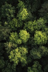 Obraz premium Green Forest from Above
