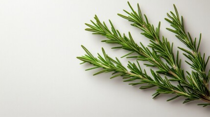 Fresh Rosemary Sprigs on White Background