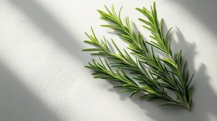 Green Rosemary Sprigs on a White Background
