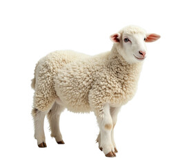 Fototapeta premium Sheep isolated. Young sheep lamb on white background. AI generative image.