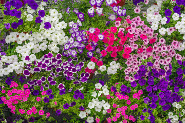 Petunia, close-up flowers of different colors. Background, texture.