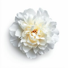 Delicate White Peony Flower in Closeup Photography
