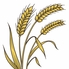 Golden wheat stalks vector illustration, An ear of wheat with isolated on white background