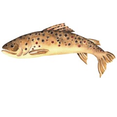 Naklejka premium Spotted brown trout fish. Fishing clipart. Freshwater trout. Hand-drawn watercolor illustration