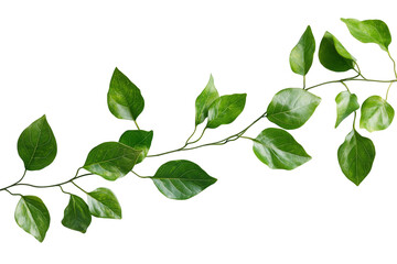 Fototapeta premium Vibrant Green Leaves Branch