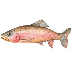 Rainbow trout fish. Fishing clipart. Freshwater trout. Hand-drawn watercolor illustration