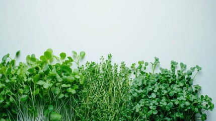 Obraz premium Fresh green microgreens arranged on a white surface, perfect for home remedies, highlighting the vibrant colors and textures of healthy microgreens with ample copy space.
