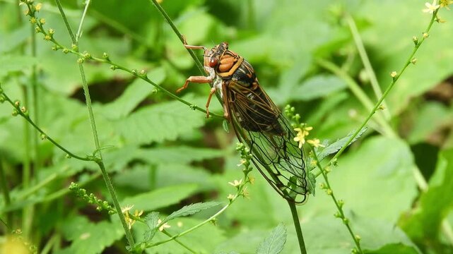 [4K] Ezo-zemi Cicada (Lyristes japonicus) Resting on Grass: Late Summer Wildlife in Aomori Mountains, Japan 【4K】深山の草地で羽を休めるエゾゼミ：晩夏の青森・八甲田で捉えた大型のセミと自然風景素材 撮影日：20240822-1