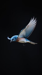 Bluebird in Flight Against Black Background  Nature Photography  Bird Watching