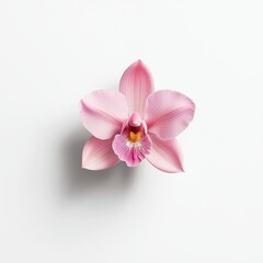 Obraz premium Exquisite Pink Orchid Blossom Captured from Above with Soft Details on Pure White Background