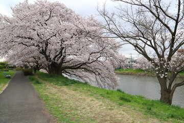 Obraz premium 日本の春の川沿いに咲くソメイヨシノの桜の花