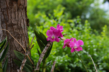  푸른 잎사귀와 어우러진 아름다운 하얀색 플루메리아 프랑지파니 열대 꽃 풍경
