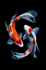 Pair of koi fish with long, elegant fins, isolated to capture their graceful movement