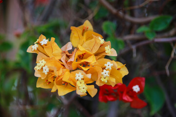  푸른 잎사귀와 어우러진 아름다운 하얀색 플루메리아 프랑지파니 열대 꽃 풍경
