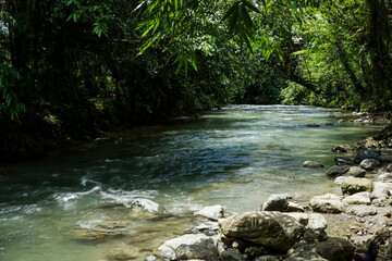 view of river water flowing fast in the middle of the forest