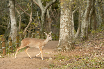 roe deer