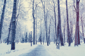 Winter park landscape with snowy trees along the winter alley - winter snowy scene in vintage tones. Winter landscape with falling snow