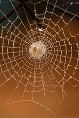 spider web with dew drops