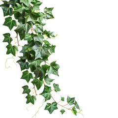 Ivy Garland: Lush Green Ivy Vine Climber Isolated on White Background 