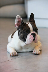 Fototapeta premium 콘도 수영장에서 만난 귀여운 프렌치불독 