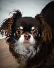 Adorable brown and white Chihuahua dog with expressive eyes standing indoors